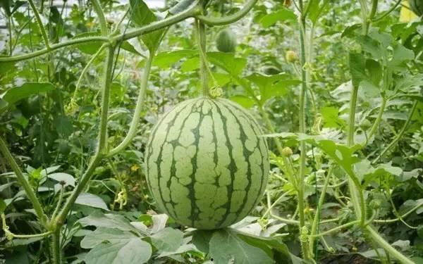 永年区KTV吃瓜,一场吃瓜盛宴背后的故事