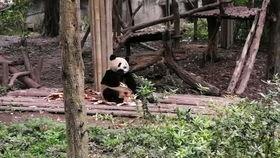 四川熊猫吃瓜,瓜果飘香