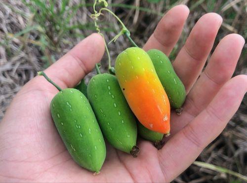 老鼠瓜可以吃,意想不到的美食佳肴