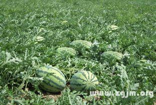 周公解梦梦见瓜地吃瓜,瓜地吃瓜预示的吉祥寓意