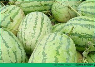吃苏瓜长肉吗,揭秘吃苏瓜是否会增肥？”