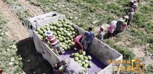 来新疆实现吃瓜自由,畅享“吃瓜自由”的甜蜜之旅