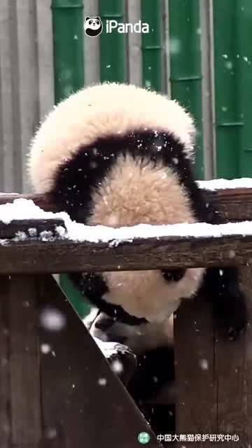 吃瓜小熊干活视频,揭秘干活的趣味瞬间