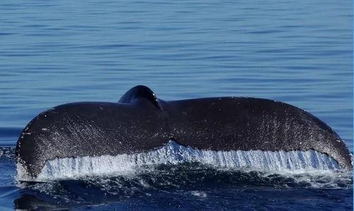 瓜哥吃瓜鲸落视频下载