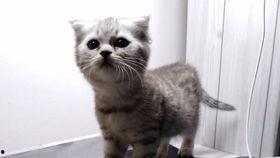 呆喵吃瓜,揭秘娱乐圈那些不为人知的幕后故事