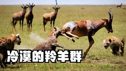 吃瓜羚羊,揭秘草原上的“美食侦探”