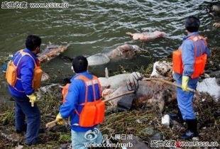 死猪吃瓜,一场意外的瓜界传奇