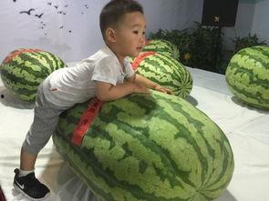 福清吃瓜事件,一场网络热议背后的真相与反思