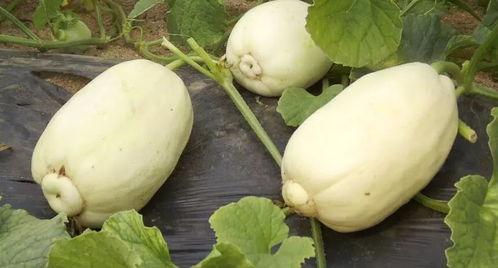 潍坊8203吃瓜视频,揭秘网络热点背后的真相