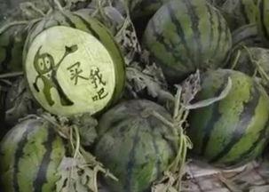 瓜哥吃瓜野生厨房视频