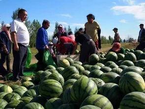 帆帆子吃瓜,揭秘娱乐圈幕后故事