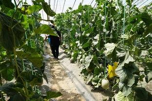 辉县吃瓜的视频,一场别开生面的乡村盛宴