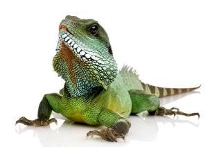 印度蜥蜴吃瓜群,瓜群盛宴背后的生态奥秘