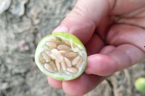 小婷户外吃瓜,瓜果飘香，共享夏日清凉