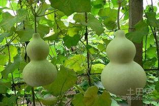 每天吃葫芦瓜好吗,健康饮食新选择