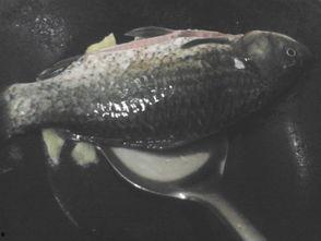 鲫瓜鱼怎么吃,解锁美味新境界