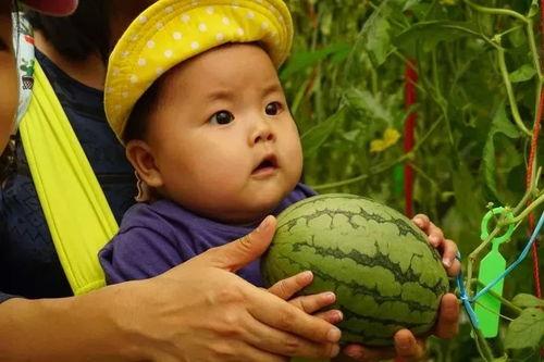 一梦大头吃瓜,揭秘娱乐圈背后的秘密与真相