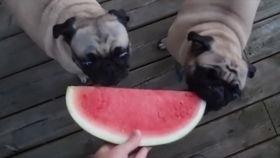 仲文吃哈密瓜,夏日甜蜜滋味尽在其中