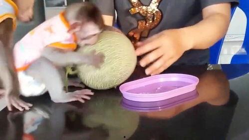 猴子吃哈密瓜,森林中的美味奇遇