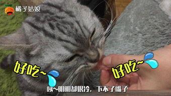 喝可乐的猫吃瓜,趣味横生的日常瞬间