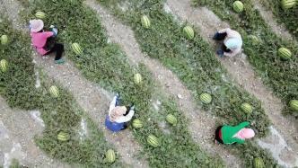 山水群众吃瓜视频,吃瓜视频背后的社会现象解析