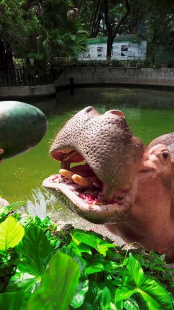 吃瓜怀疑自己,揭秘自我怀疑背后的真相