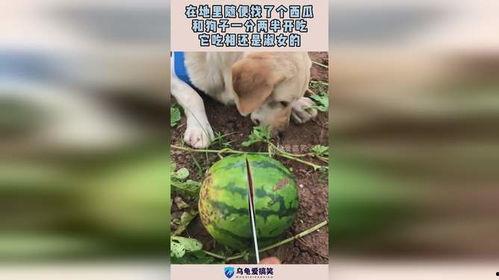 我和狗子吃瓜,我与狗子共享的瓜田时光