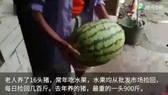 吃瓜猪最新