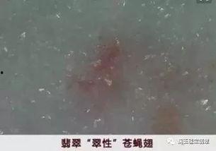 吃瓜群众暗语大全,网络热词背后的趣味解读