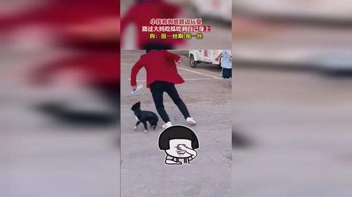 狗崽吃瓜,揭秘宠物界的趣味瞬间